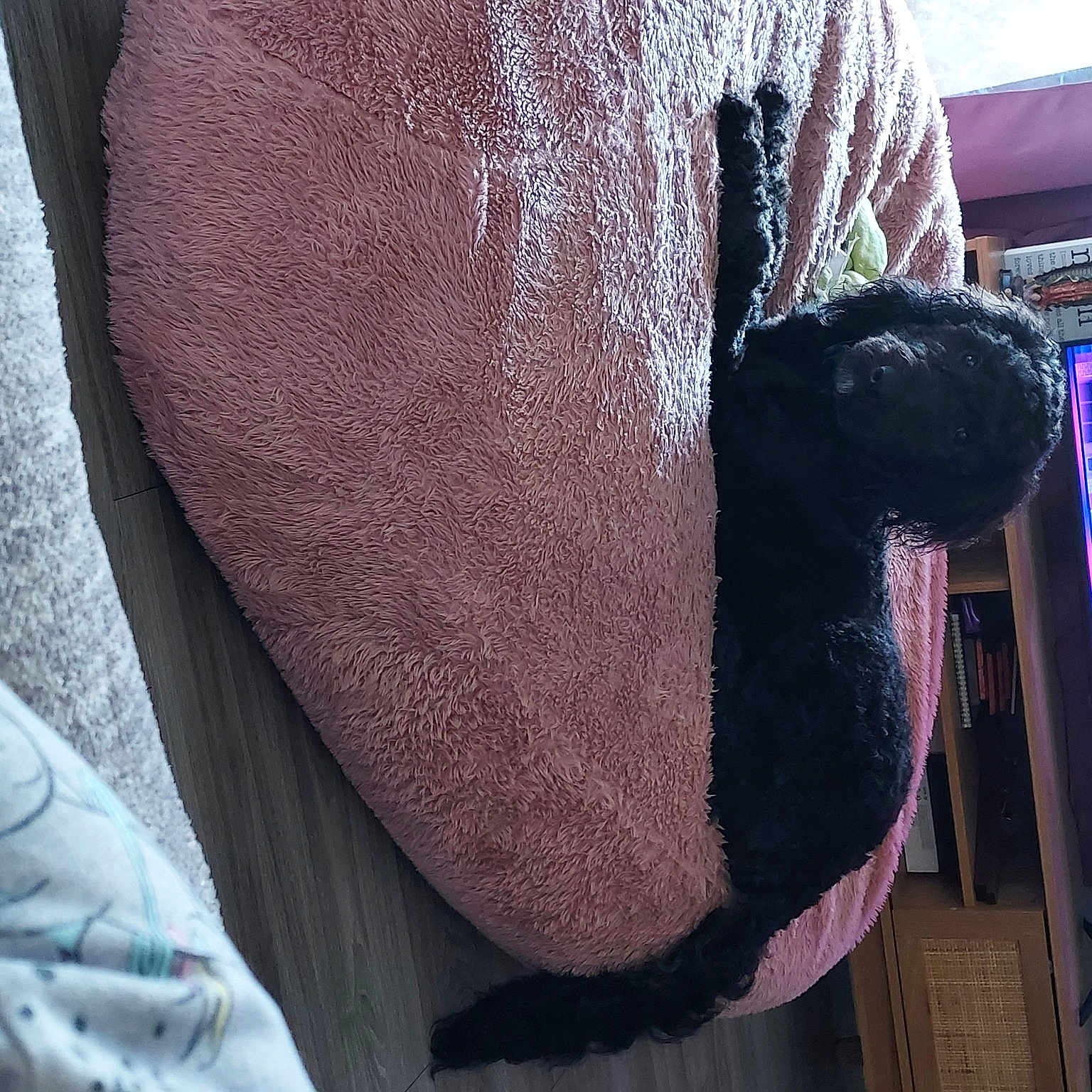 Jaxson joined the competition — help win amazing prizes! bovine, bull, denim, electric_blue, fur, human_leg, linens, livestock, magenta, pattern, sleeve, snout, terrestrial_animal, tints_and_shades, visual_arts, wood, wool, working_animal