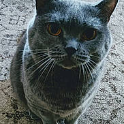 Naboo participe au concours pour gagner de l'argent avec cette photo : cat, gray_cat, pet, animal, feline, whiskers, ears, eyes, fur, carpet, indoor, looking_up, cute, closeup, sitting, curious, mammal, domestic_animal, soft_light, texture