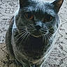cat, gray_cat, pet, animal, feline, whiskers, ears, eyes, fur, carpet, indoor, looking_up, cute, closeup, sitting, curious, mammal, domestic_animal, soft_light, texture