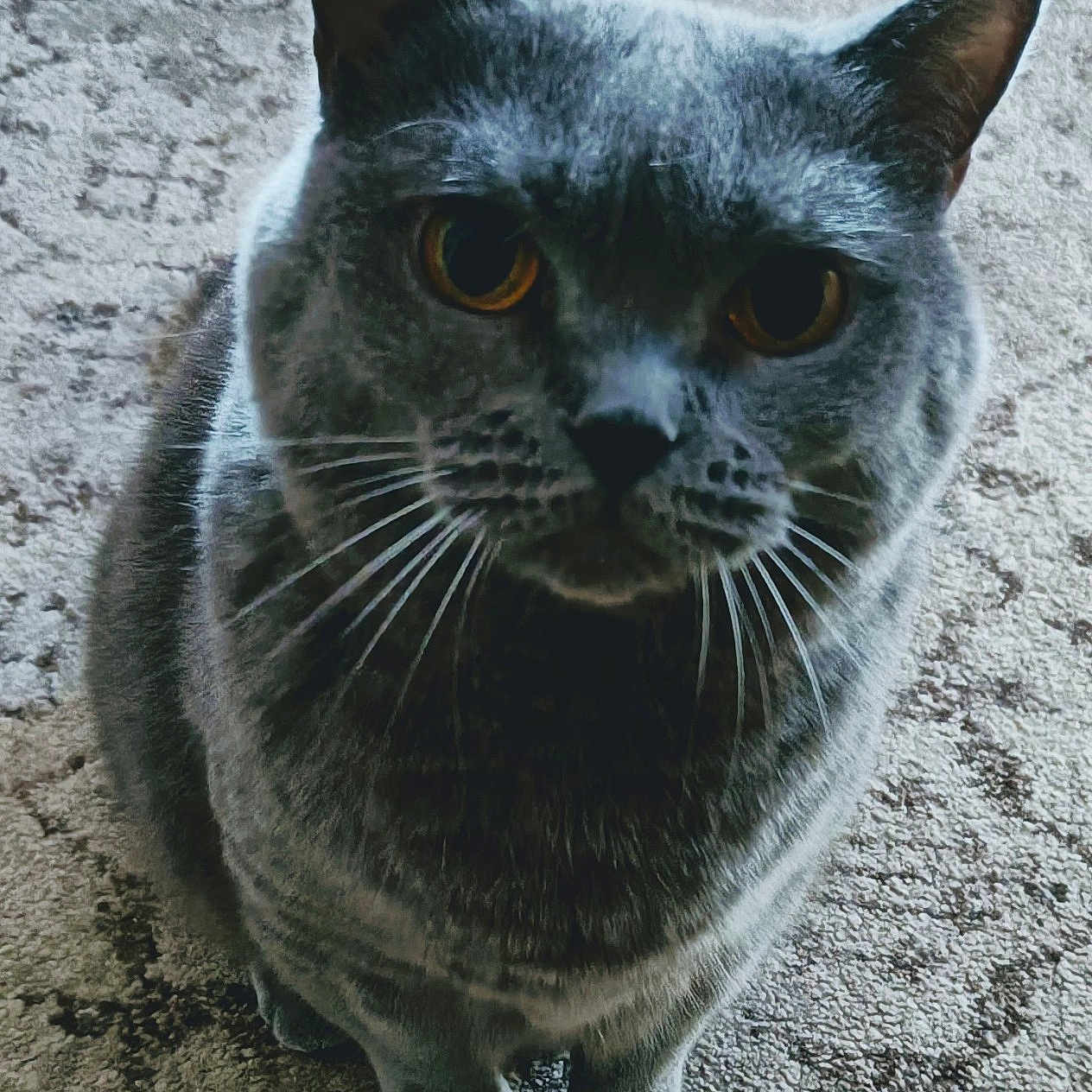 Naboo participe au concours pour gagner de l'argent avec cette photo : cat, gray_cat, pet, animal, feline, whiskers, ears, eyes, fur, carpet, indoor, looking_up, cute, closeup, sitting, curious, mammal, domestic_animal, soft_light, texture
