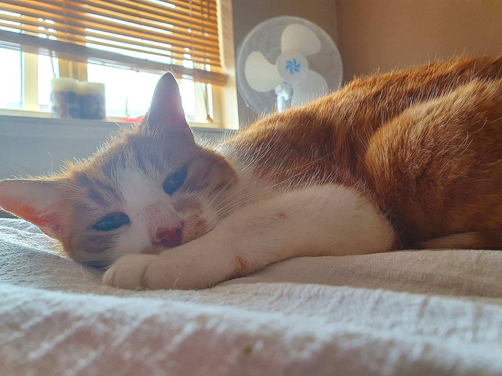 Gingy is registered to the contest to win money with this photo: carnivore, cat, cat_supply, claw, comfort, domestic_short_haired_cat, fawn, felidae, flooring, foot, fur, linens, nap, paw, small_to_medium_sized_cats, tail, whiskers, window, window_blind, wood