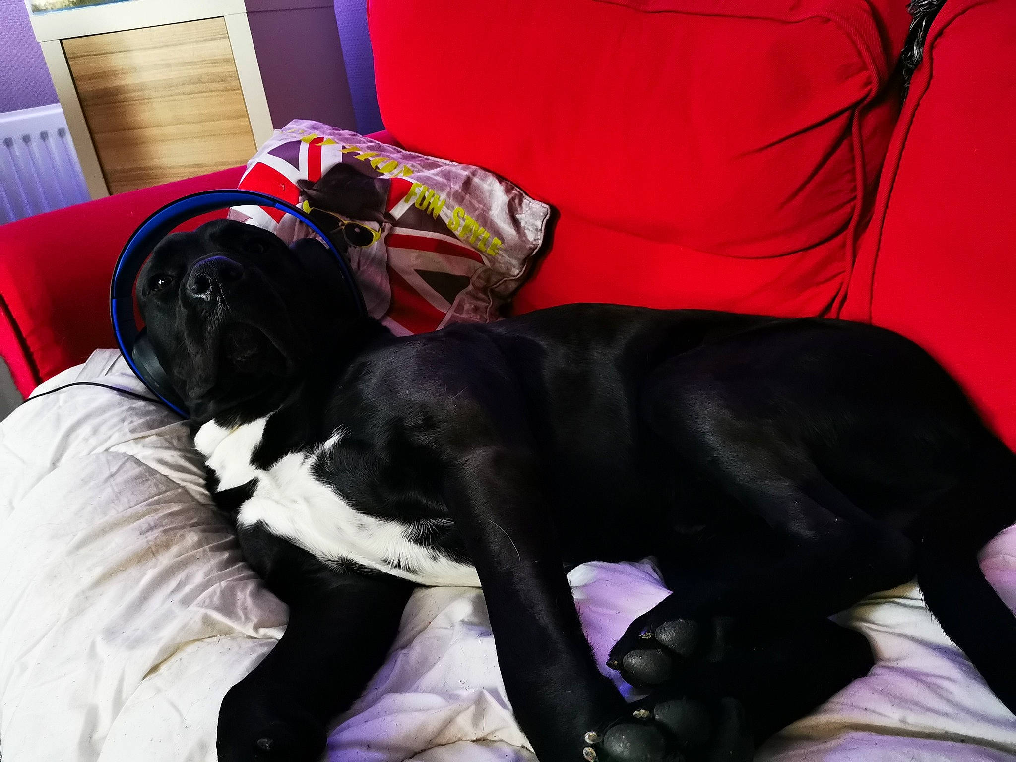 Calin a rejoint le concours — aidez-le/la à gagner de superbes lots ! boston_terrier, canidae, carnivore, companion_dog, dog, dog_breed, great_dane, guard_dog, non_sporting_group, puppy, sporting_group