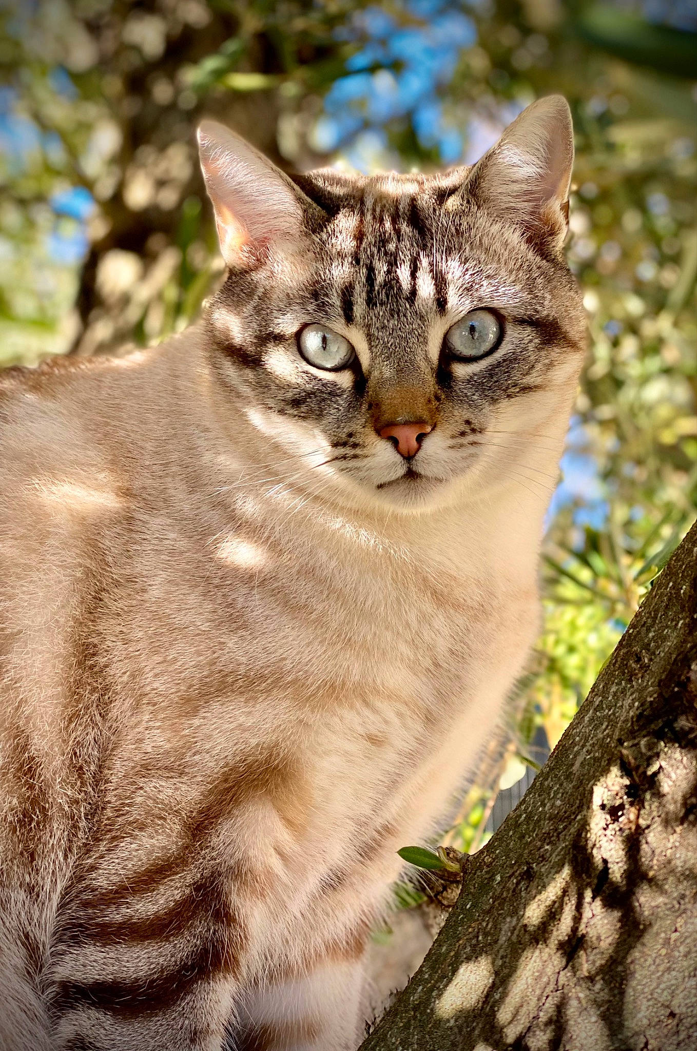 Clyde a rejoint le concours — aidez-le/la à gagner de superbes lots ! carnivore, cat, domestic_short_haired_cat, fawn, felidae, fur, grass, organism, plant, small_to_medium_sized_cats, snout, tail, terrestrial_animal, tree, trunk, whiskers, wildlife, wood