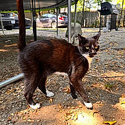 Mrs Whiskers joined the competition — help win amazing prizes! cat, black_and_white, outdoor, sunlight, yellow_eyes, stray_cat, gravel, leaves, car, grill, fence, yard, animal, pet, walking, nature, daytime, tail_up, whiskers, curious