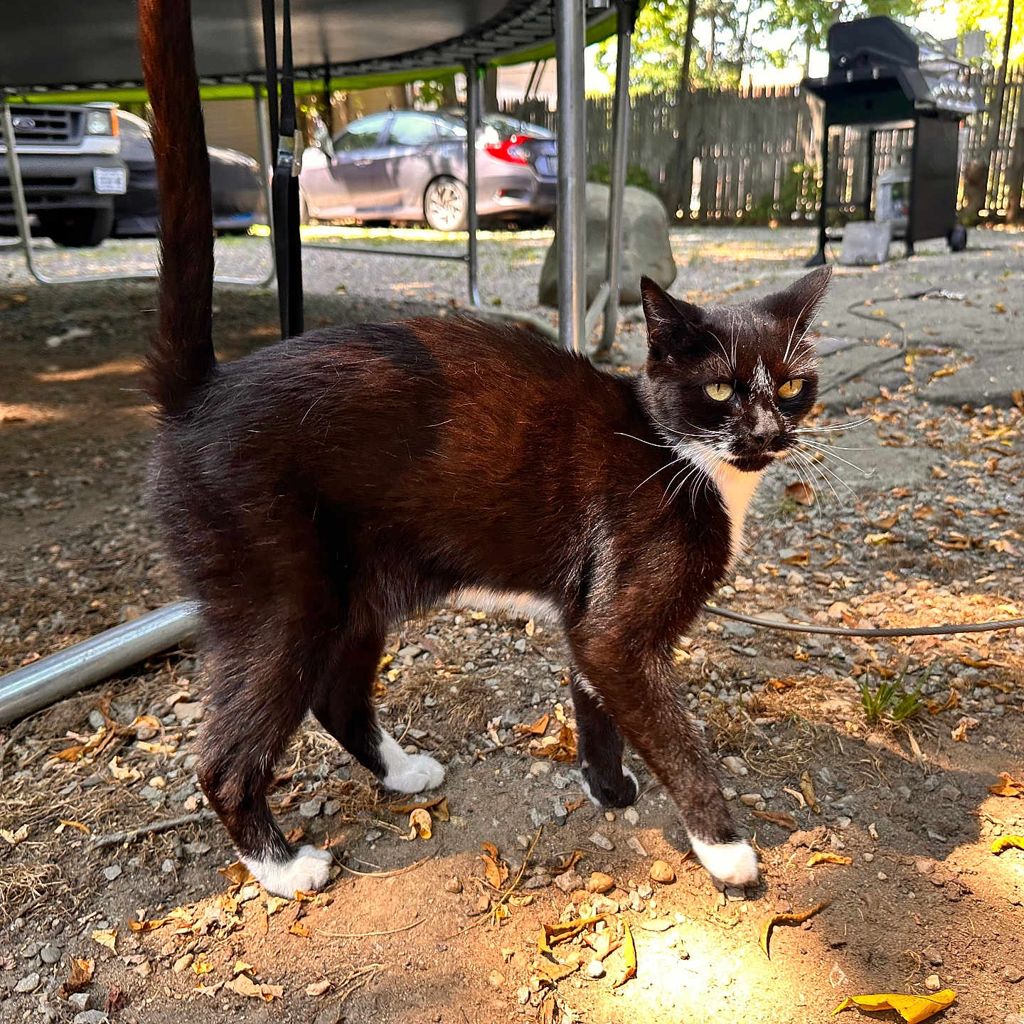 Mrs Whiskers joined the competition — help win amazing prizes! animal, black_and_white, car, cat, curious, daytime, fence, gravel, grill, leaves, nature, outdoor, pet, stray_cat, sunlight, tail_up, walking, whiskers, yard, yellow_eyes
