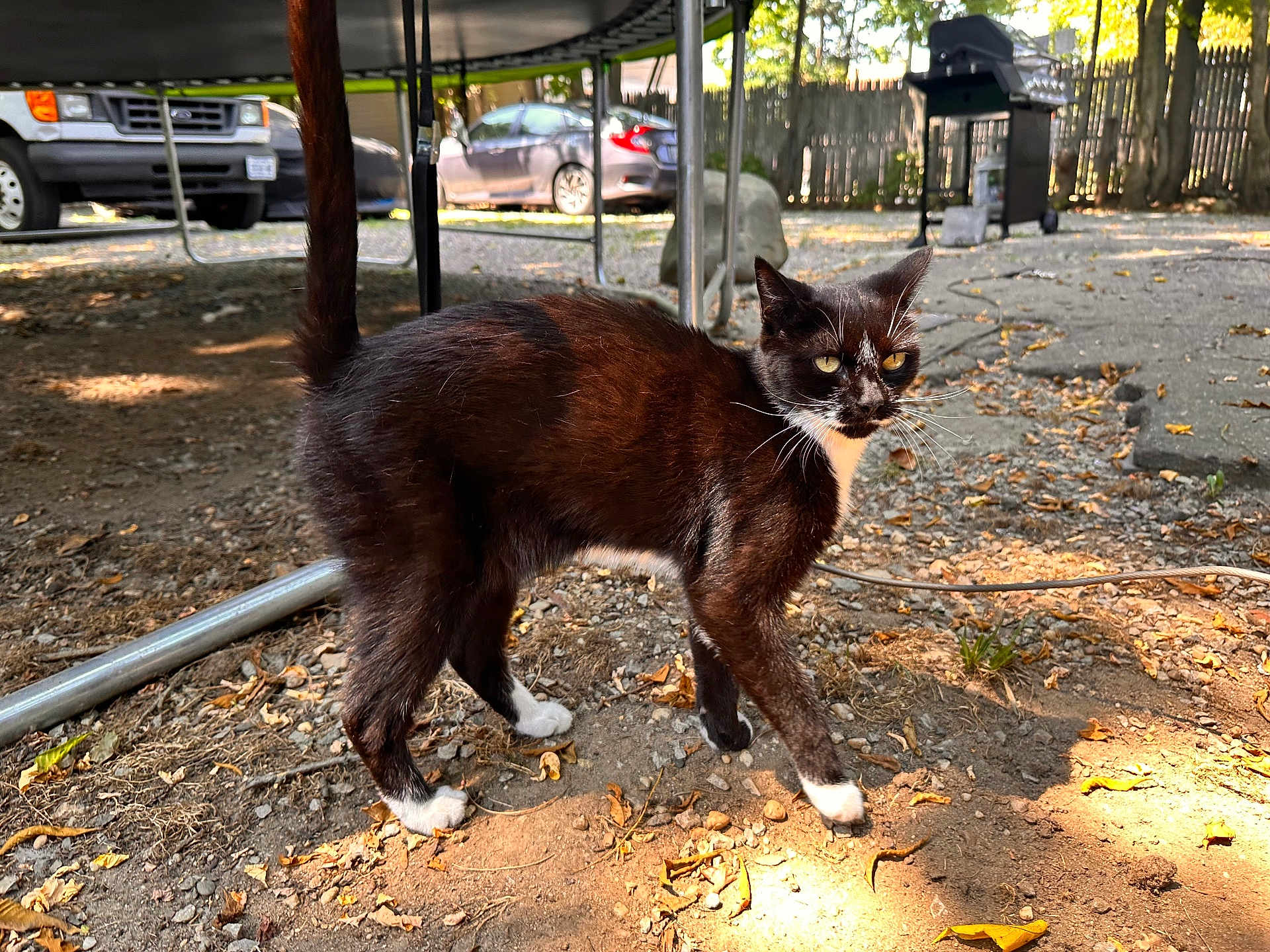 Mrs Whiskers joined the competition — help win amazing prizes! cat, black_and_white, outdoor, sunlight, yellow_eyes, stray_cat, gravel, leaves, car, grill, fence, yard, animal, pet, walking, nature, daytime, tail_up, whiskers, curious