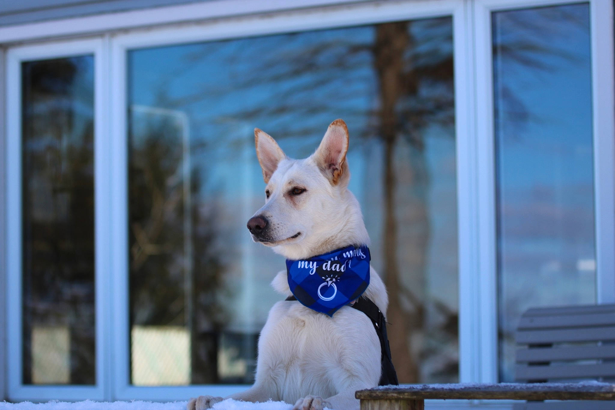 Skye joined the competition — help win amazing prizes! canidae, carnivore, collar, companion_dog, dog, dog_breed, dog_supply, electric_blue, fawn, fur, non_sporting_group, sky, snout, sporting_group, tail, tree, whiskers, window, winter, wood