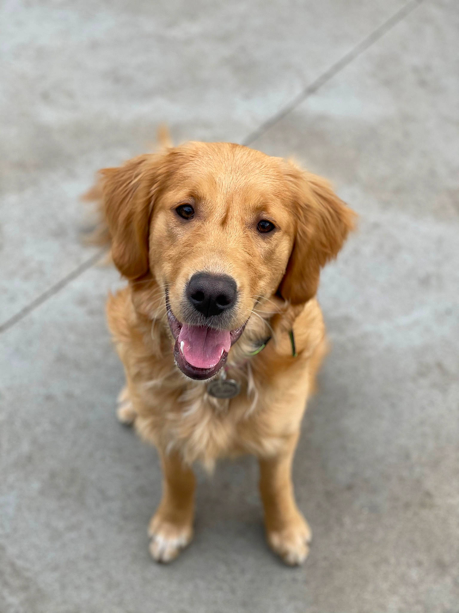 Babbs is registered to the contest to win money with this photo: canidae, carnivore, companion_dog, dog, dog_breed, flooring, fur, gun_dog, paw, whiskers