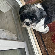 Teddy joined the competition — help win amazing prizes! animal, black_and_white, canine, companion, curious, curled_tail, cute, dog, door_frame, doormat, fur, glass_door, home, indoors, looking_up, pet, portrait, sidewalk, small_dog, whiskers