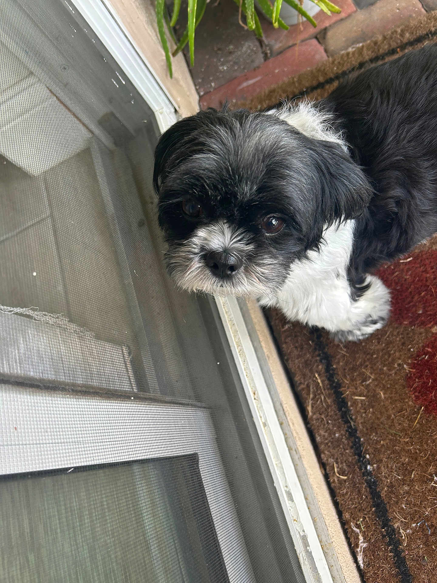 Teddy