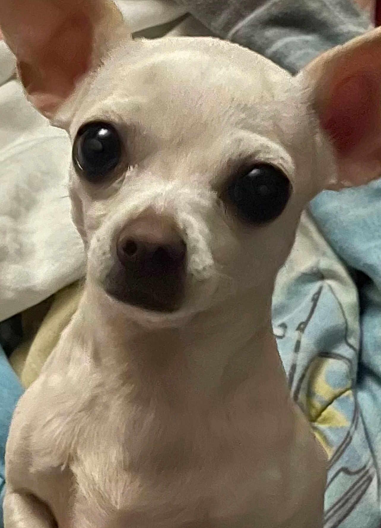Pebbles