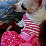 dog, small_dog, white_dog, dress, pink_dress, polka_dot, bow, pet, indoor, bed, blanket, toy, side_view, cute, animal, domestic_animal, clothing, fur, ears, resting