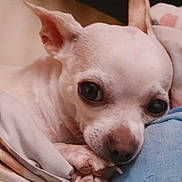 Pebbles is registered to the contest to win money with this photo: dog, chihuahua, small_dog, pet, cute, sleepy, blanket, paws, snuggling, cozy, indoor, closeup, resting, fur, ears, animal, companion, domestic, cute_pet, portrait