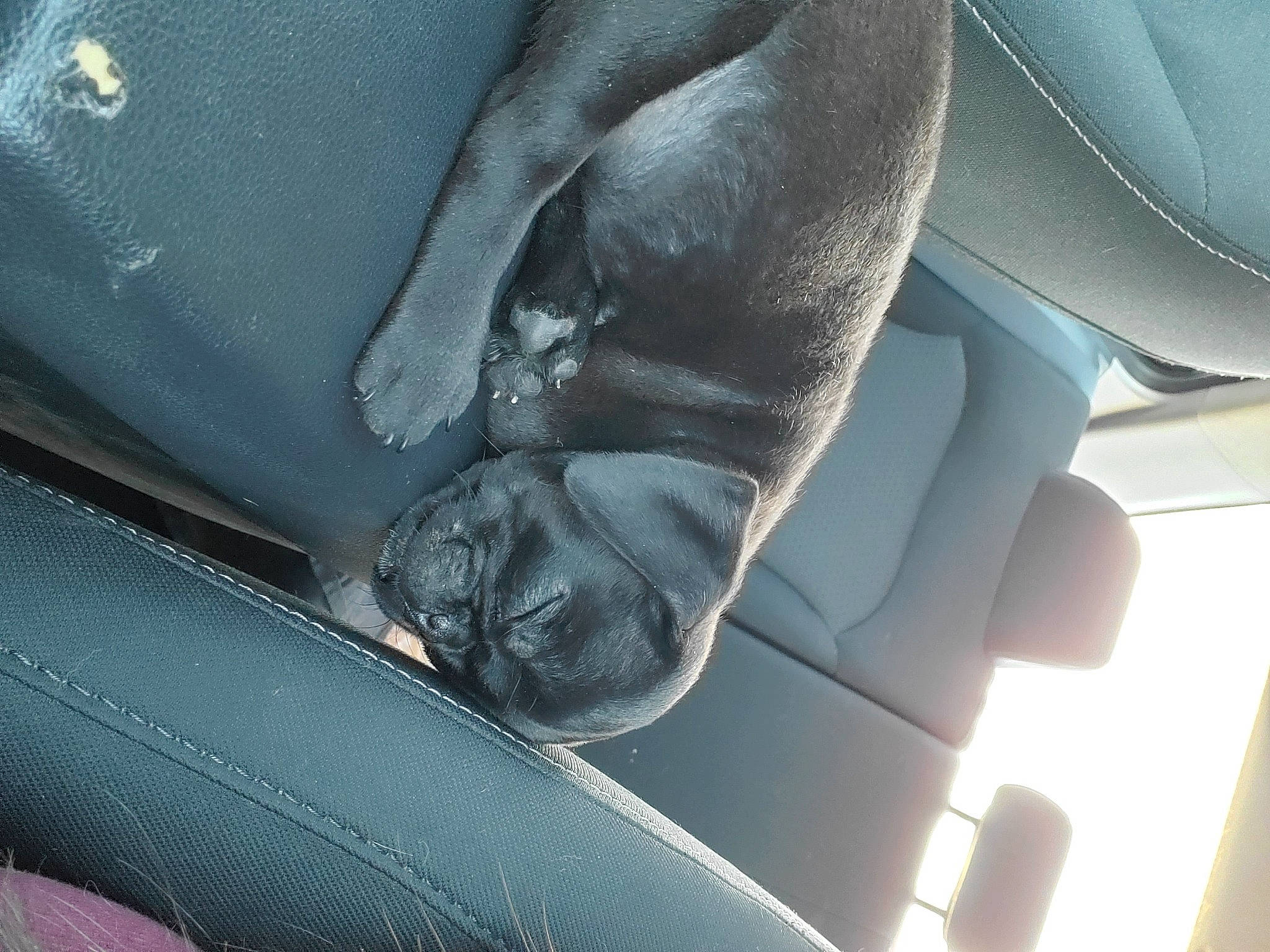 Louie joined the competition — help win amazing prizes! canidae, car_seat, carnivore, comfort, dog, dog_breed, leather, snout