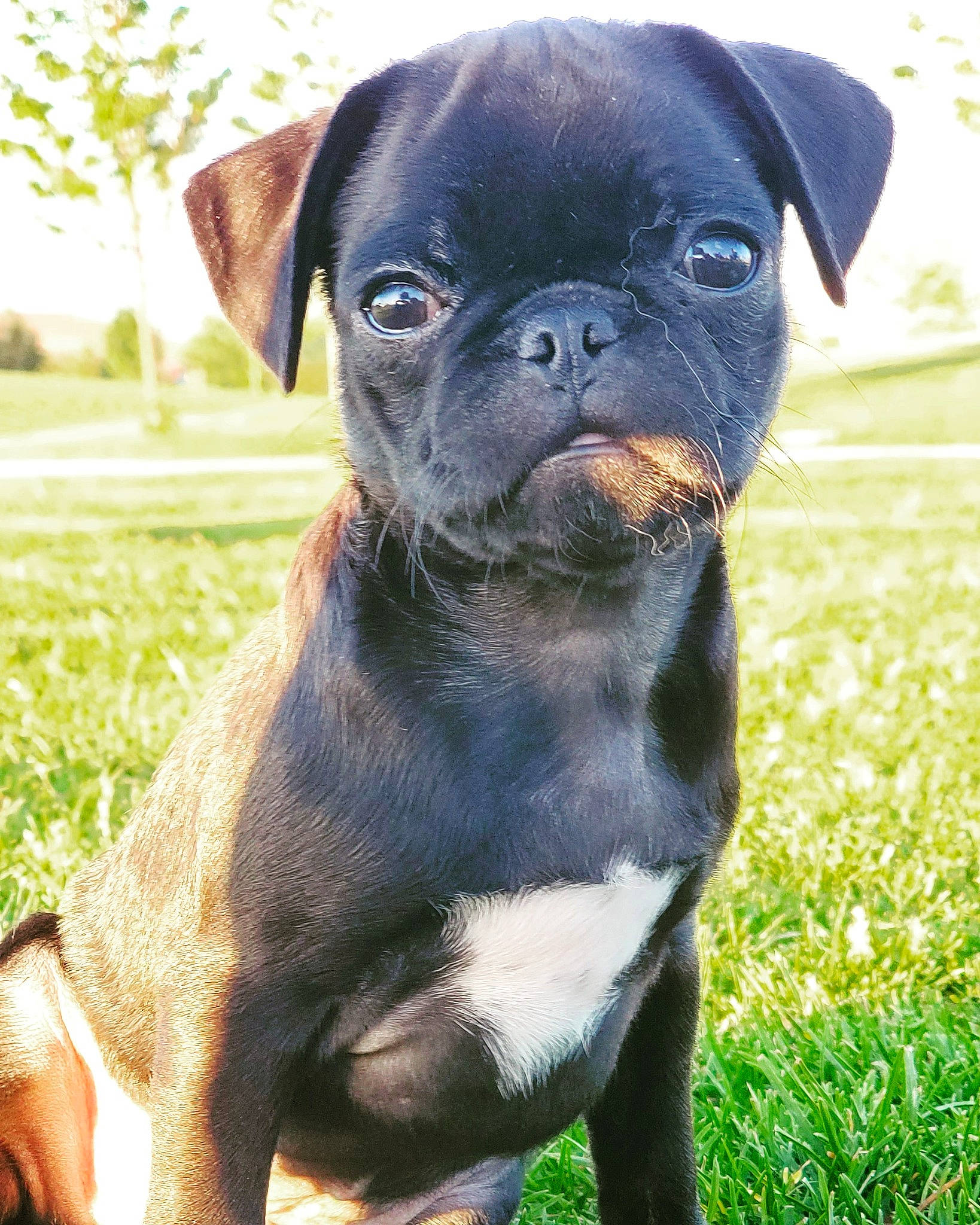 Louie is registered to the contest to win money with this photo: canidae, carnivore, companion_dog, dog, dog_breed, fawn, grass, liver, non_sporting_group, organ, pug, puppy, skin, snout, sporting_group, sunlight, terrestrial_animal, toy_dog, whiskers, working_animal