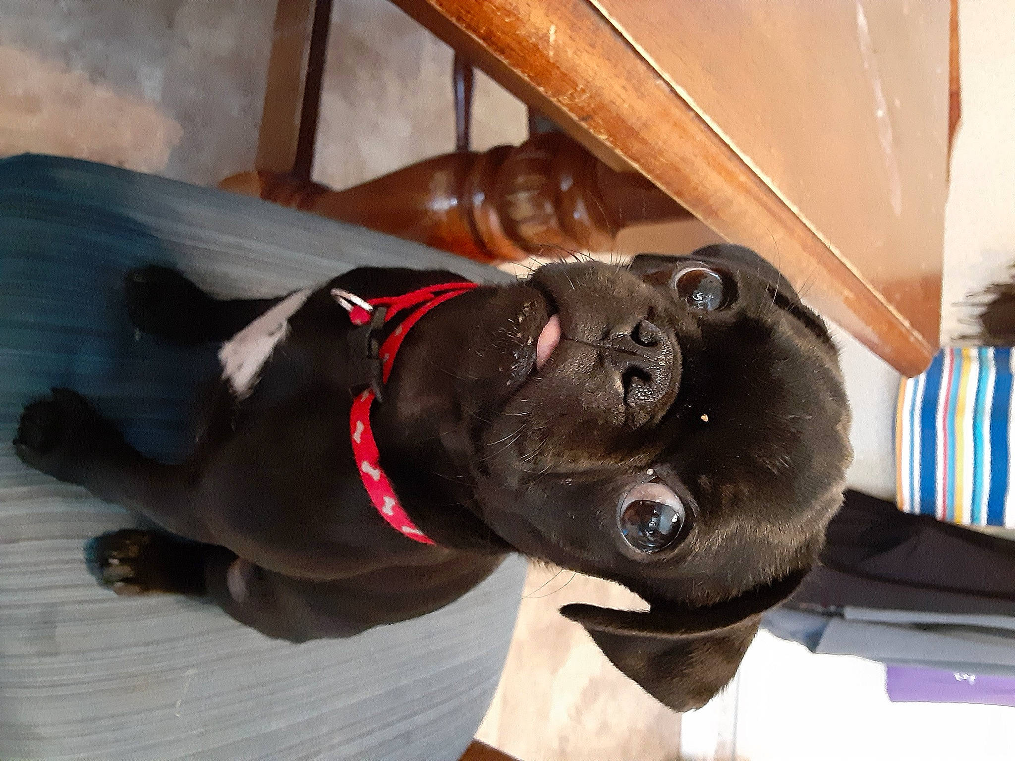 Louie is registered to the contest to win money with this photo: brown, canidae, carnivore, collar, companion_dog, dog, dog_breed, dog_collar, dog_supply, fawn, fur, leash, liver, pet_supply, snout, sporting_group, tan, wood_stain, working_animal, working_dog