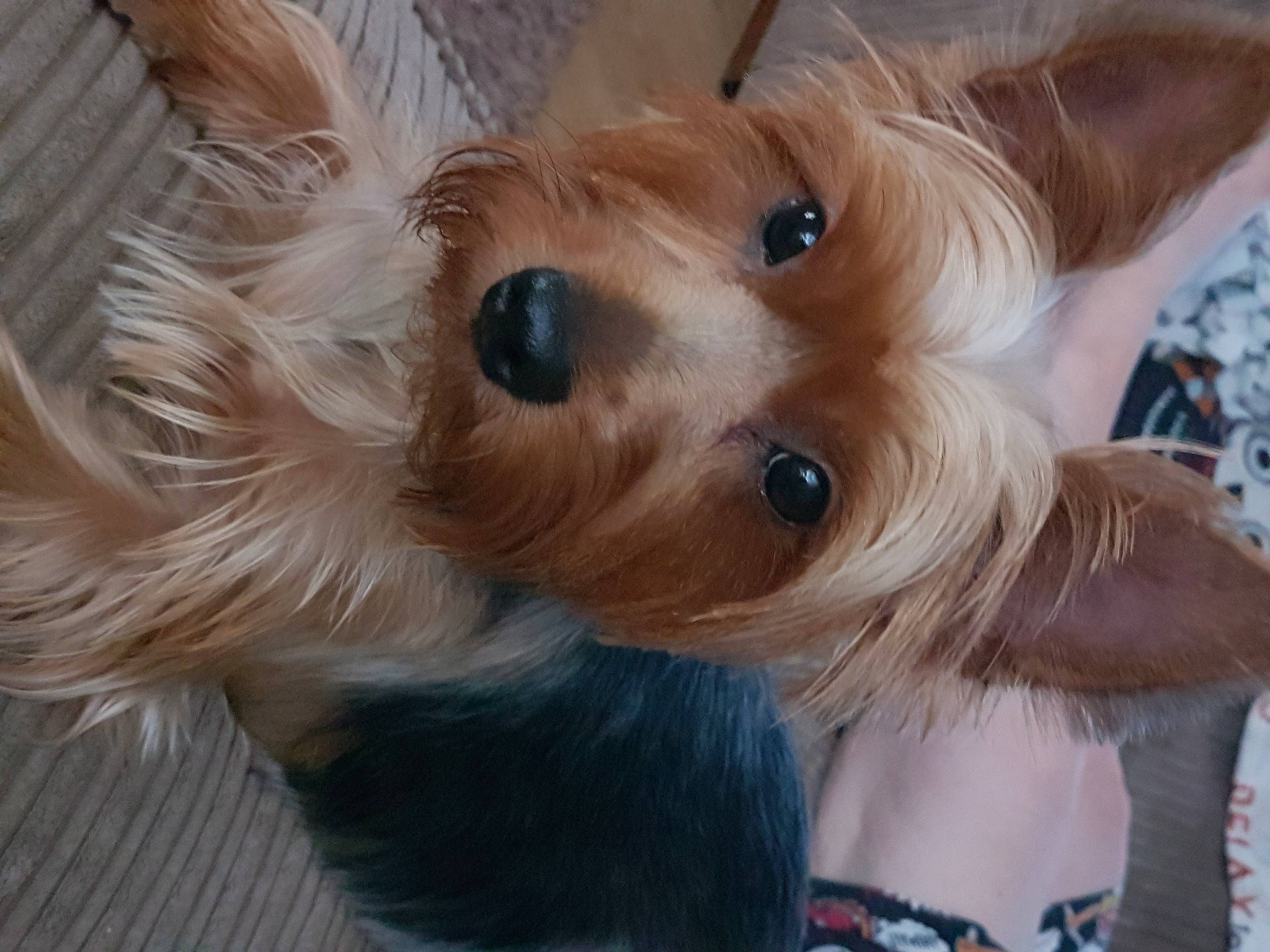 Betty is registered to the contest to win money with this photo: australian_silky_terrier, australian_terrier, biewer_terrier, canidae, carnivore, companion_dog, dog, dog_breed, ear, fawn, mammal, morkie, puppy, rare_breed_dog, small_terrier, snout, terrier, toy_dog, vertebrate, yorkshire_terrier