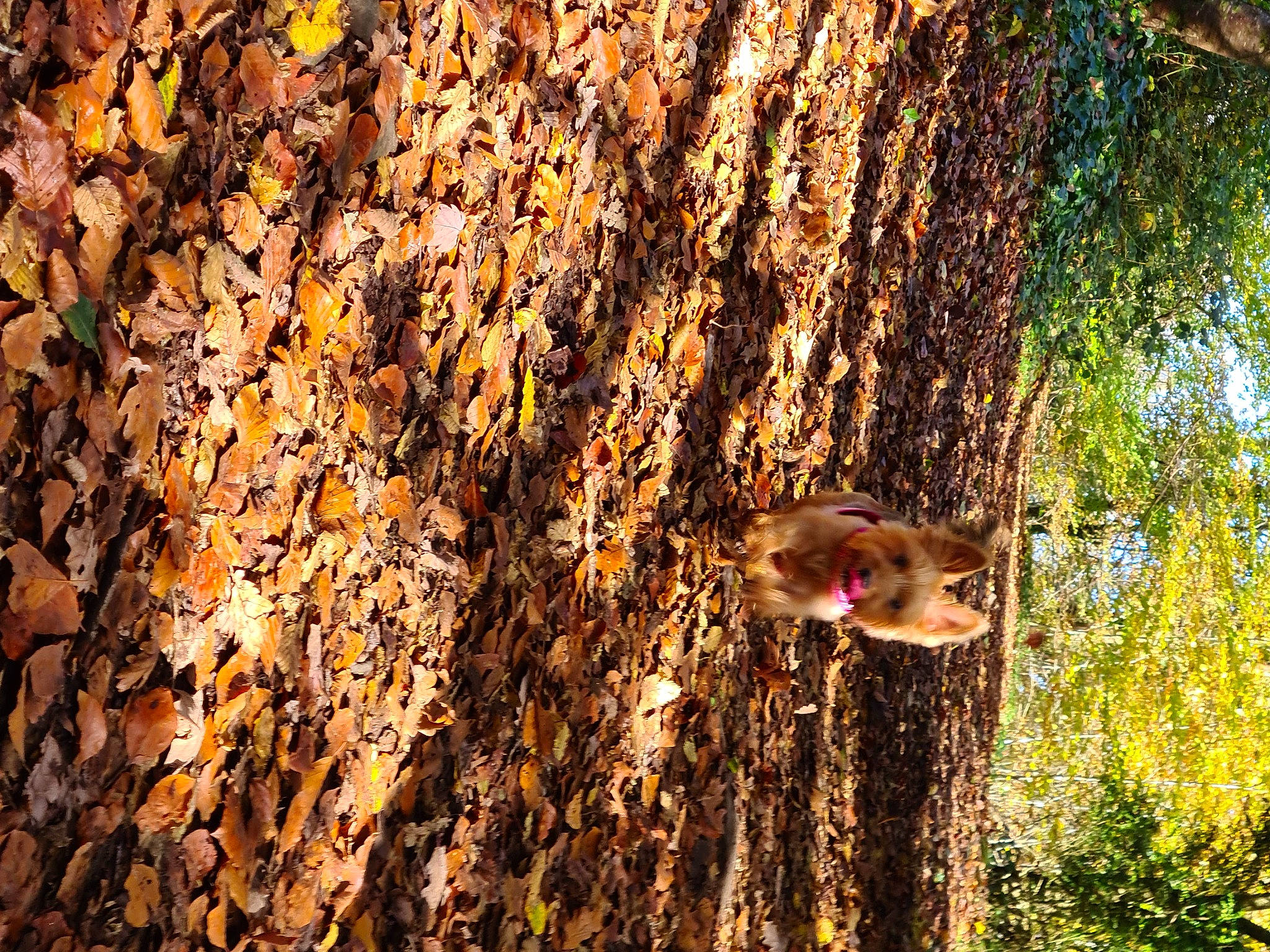 Betty is registered to the contest to win money with this photo: autumn, fawn, forest, organism, plant, tree, trunk, wildlife