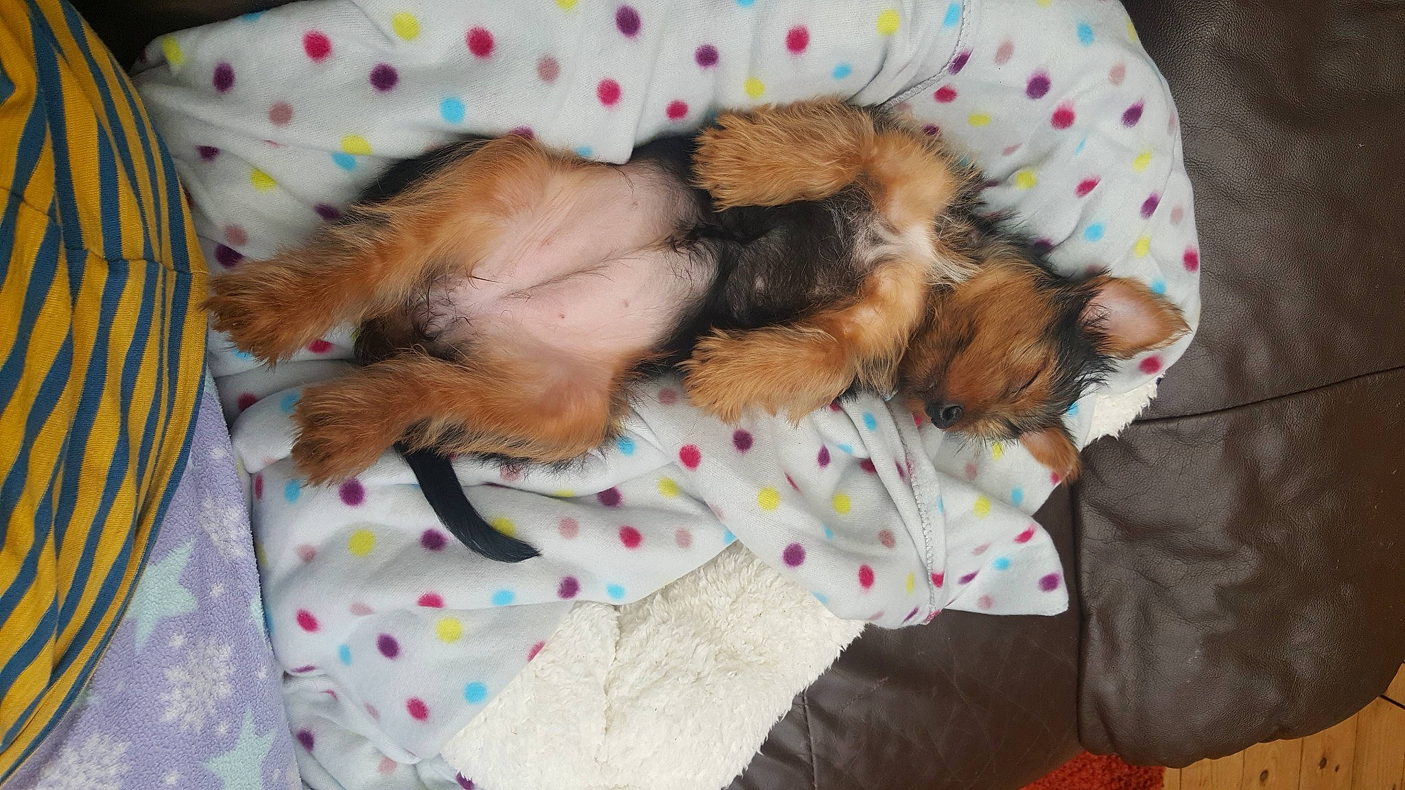 Betty joined the competition — help win amazing prizes! border_terrier, canidae, carnivore, companion_dog, dog, dog_breed, fawn, fur, lhasa_apso, morkie, nap, puppy, puppy_love, shih_tzu, terrier, yorkipoo