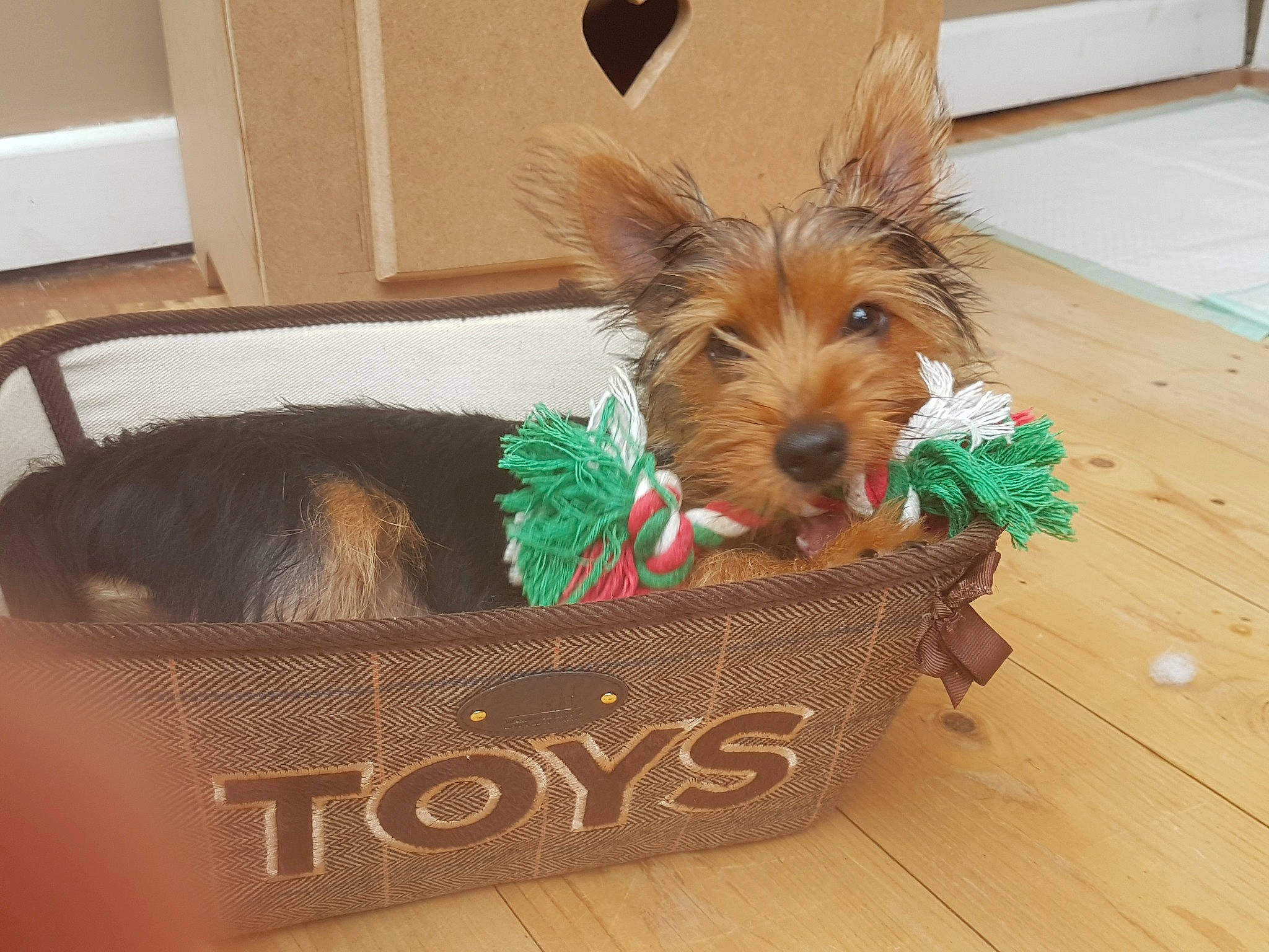 Betty joined the competition — help win amazing prizes! australian_silky_terrier, australian_terrier, cairn_terrier, canidae, carnivore, companion_dog, dog, dog_breed, mammal, morkie, norwich_terrier, puppy, small_terrier, terrier, toy_dog, yorkipoo, yorkshire_terrier