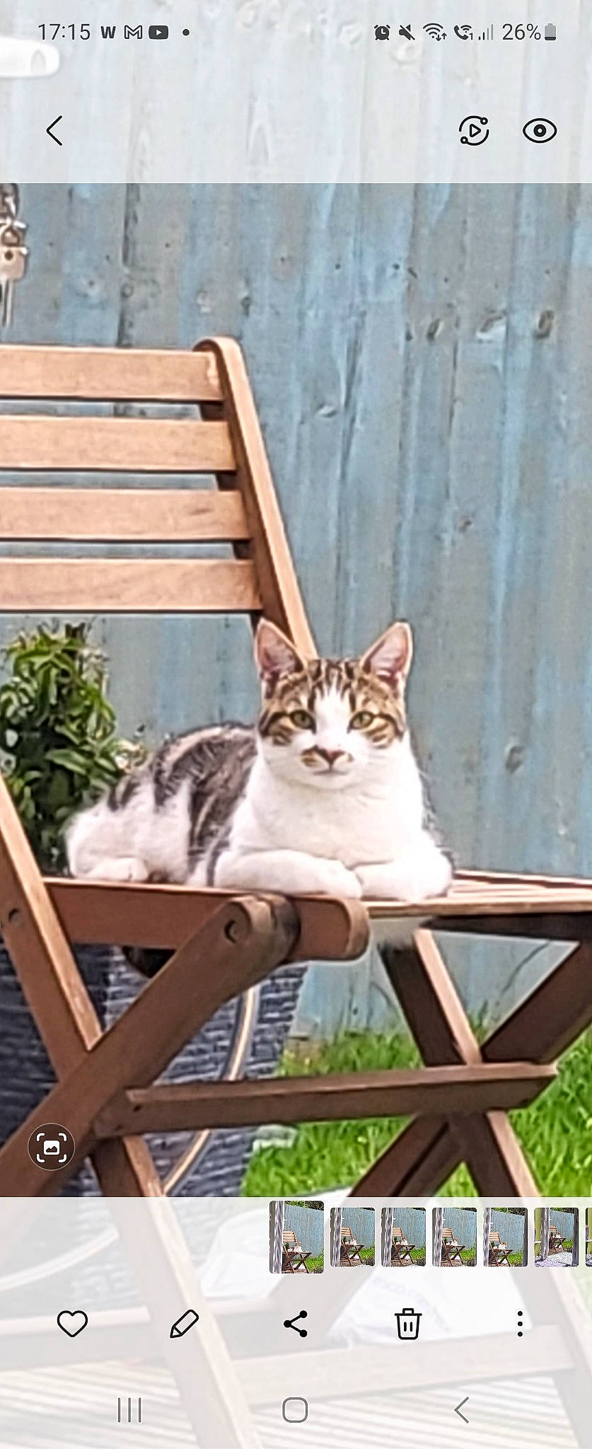 Bowie joined the competition — help win amazing prizes! carnivore, cat, domestic_short_haired_cat, fawn, felidae, flowerpot, grass, houseplant, mammal, pet_supply, plant, sitting, small_to_medium_sized_cats, snapshot, tail, vertebrate, whiskers, wildlife, window, wood