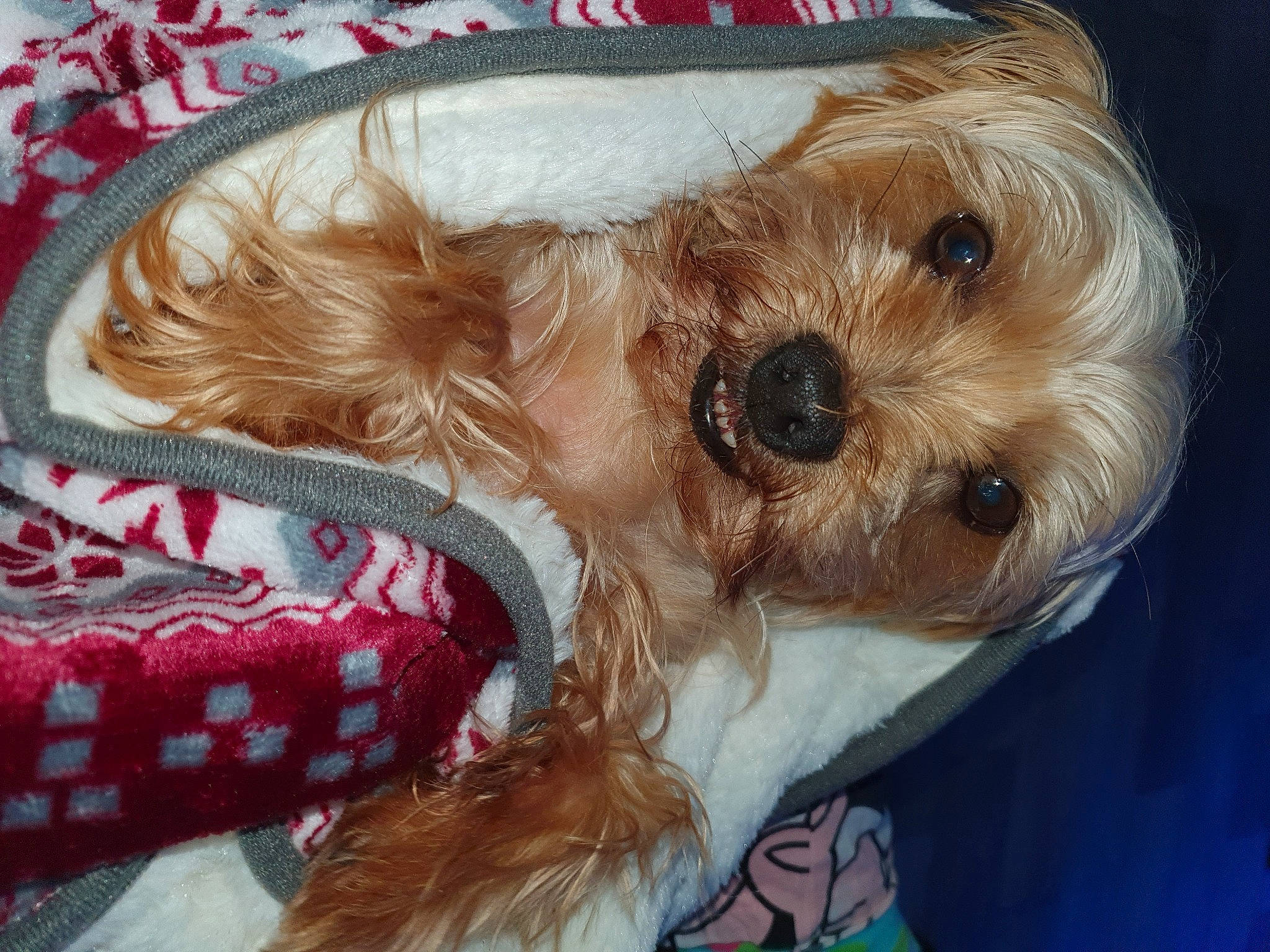 Buddy is registered to the contest to win money with this photo: canidae, carnivore, cavachon, cavapoo, cockapoo, companion_dog, dog, dog_breed, maltepoo, mammal, morkie, poodle_crossbreed, puppy, puppy_love, schnoodle, snout, sporting_lucas_terrier, terrier, yorkipoo, yorkshire_terrier