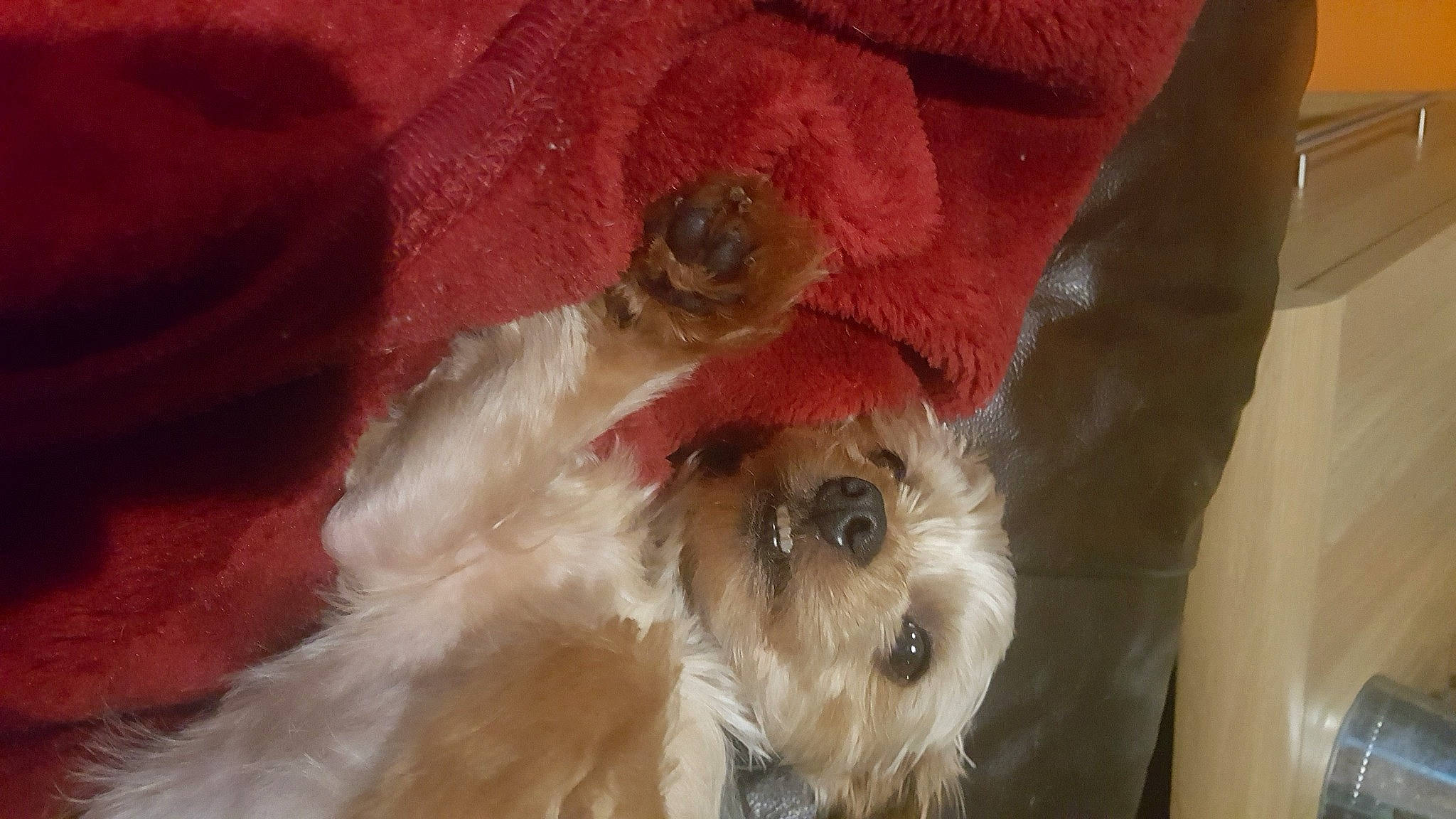 Buddy is registered to the contest to win money with this photo: canidae, carnivore, chinese_imperial_dog, companion_dog, dog, dog_breed, fawn, irish_soft_coated_wheaten_terrier, lhasa_apso, maltese, morkie, puppy, schnoodle, shih_tzu, sporting_group, sporting_lucas_terrier, terrier, toy_dog