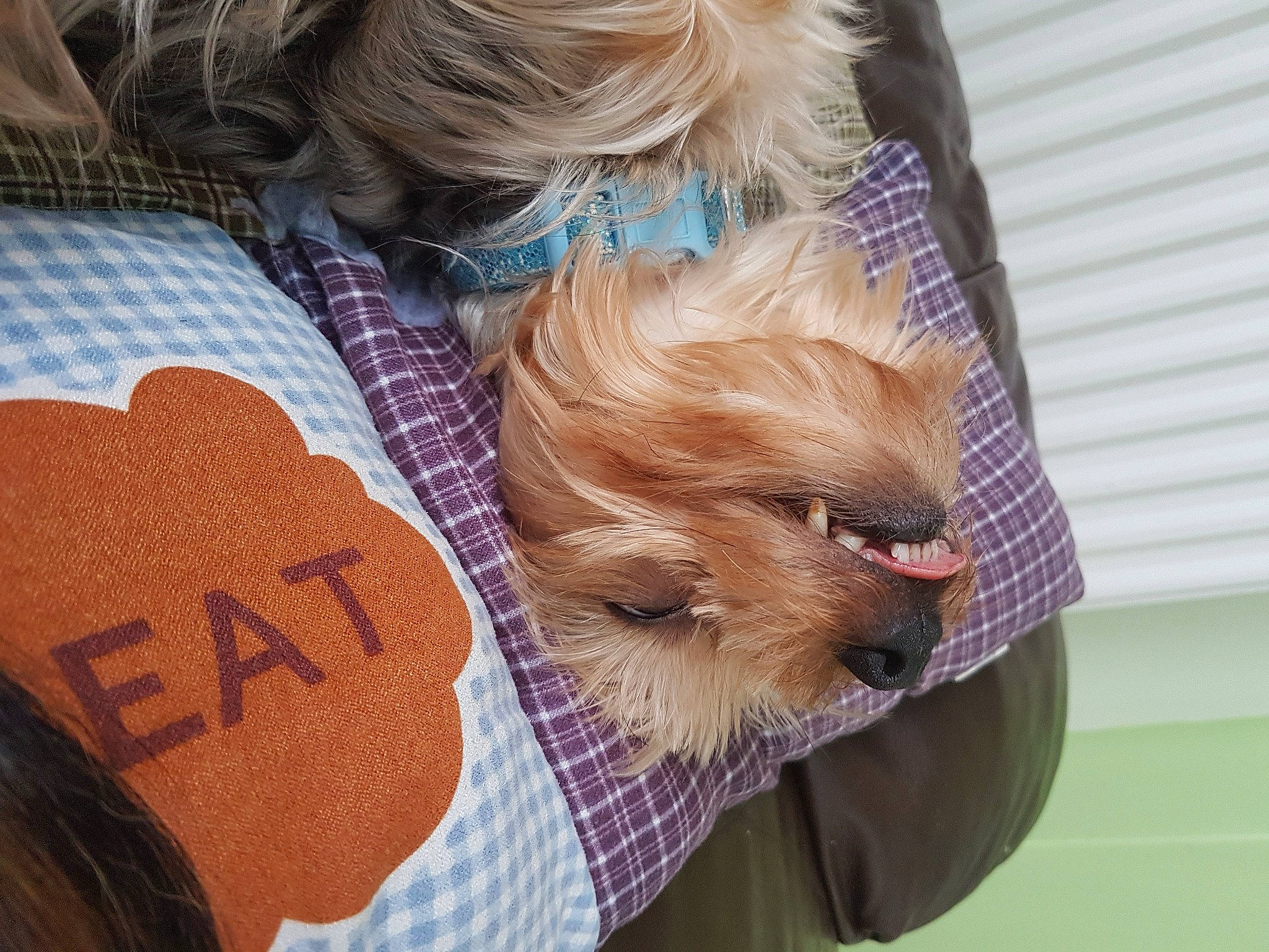 Buddy joined the competition — help win amazing prizes! australian_silky_terrier, australian_terrier, blond, canidae, carnivore, companion_dog, dog, dog_breed, dog_clothes, ear, fur, interaction, morkie, norwich_terrier, puppy, puppy_love, small_terrier, terrier, toy_dog, yorkshire_terrier