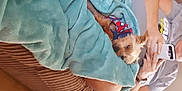 Buddy is registered to the contest to win money with this photo: canidae, carnivore, companion_dog, dog, dog_breed, dog_clothes, pomeranian, puppy, toy_dog, yorkshire_terrier