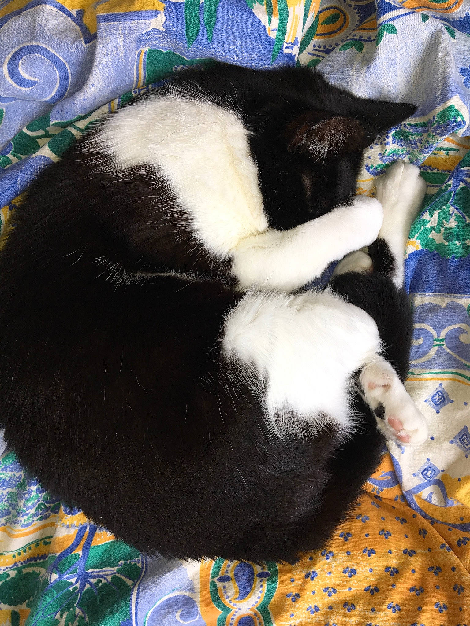 Praline a rejoint le concours — aidez-le/la à gagner de superbes lots ! carnivore, cat, felidae, fur, nap, sleep, small_to_medium_sized_cats, tail, whiskers