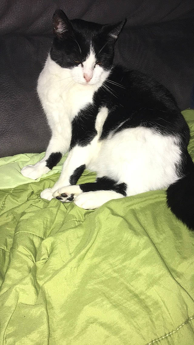 Praline participe au concours pour gagner de l'argent avec cette photo : carnivore, cat, domestic_short_haired_cat, felidae, fur, japanese_bobtail, kitten, polydactyl_cat, small_to_medium_sized_cats, tail, whiskers