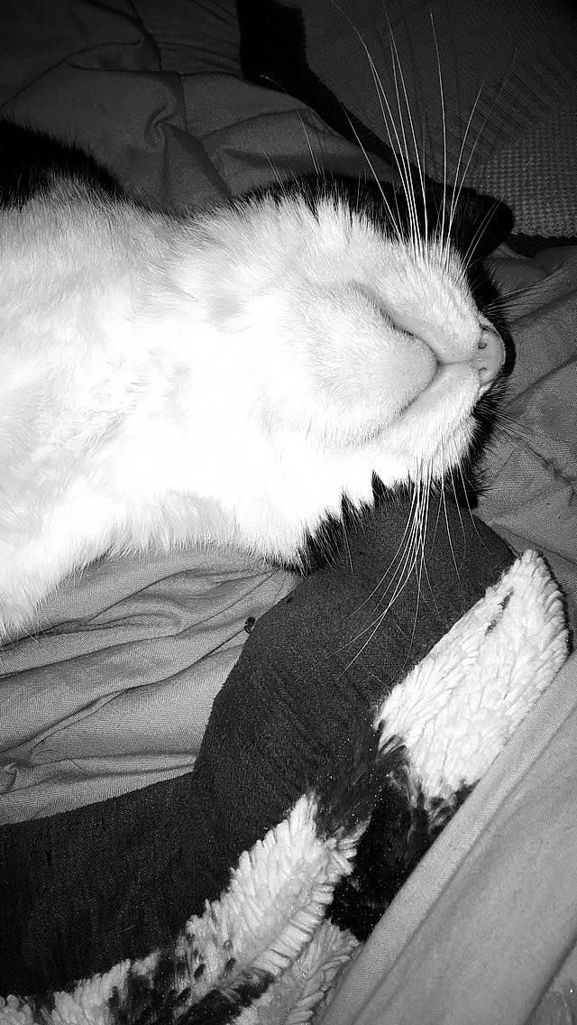 Praline participe au concours pour gagner de l'argent avec cette photo : black, black_and_white, carnivore, cat, domestic_long_haired_cat, felidae, fur, monochrome, monochrome_photography, norwegian_forest_cat, paw, ragamuffin, ragdoll, small_to_medium_sized_cats, tail, whiskers, white