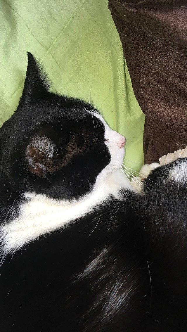 Praline participe au concours pour gagner de l'argent avec cette photo : black, black_and_white, black_cat, carnivore, cat, domestic_short_haired_cat, ear, eye, felidae, fur, kitten, small_to_medium_sized_cats, snout, tail, whiskers, white