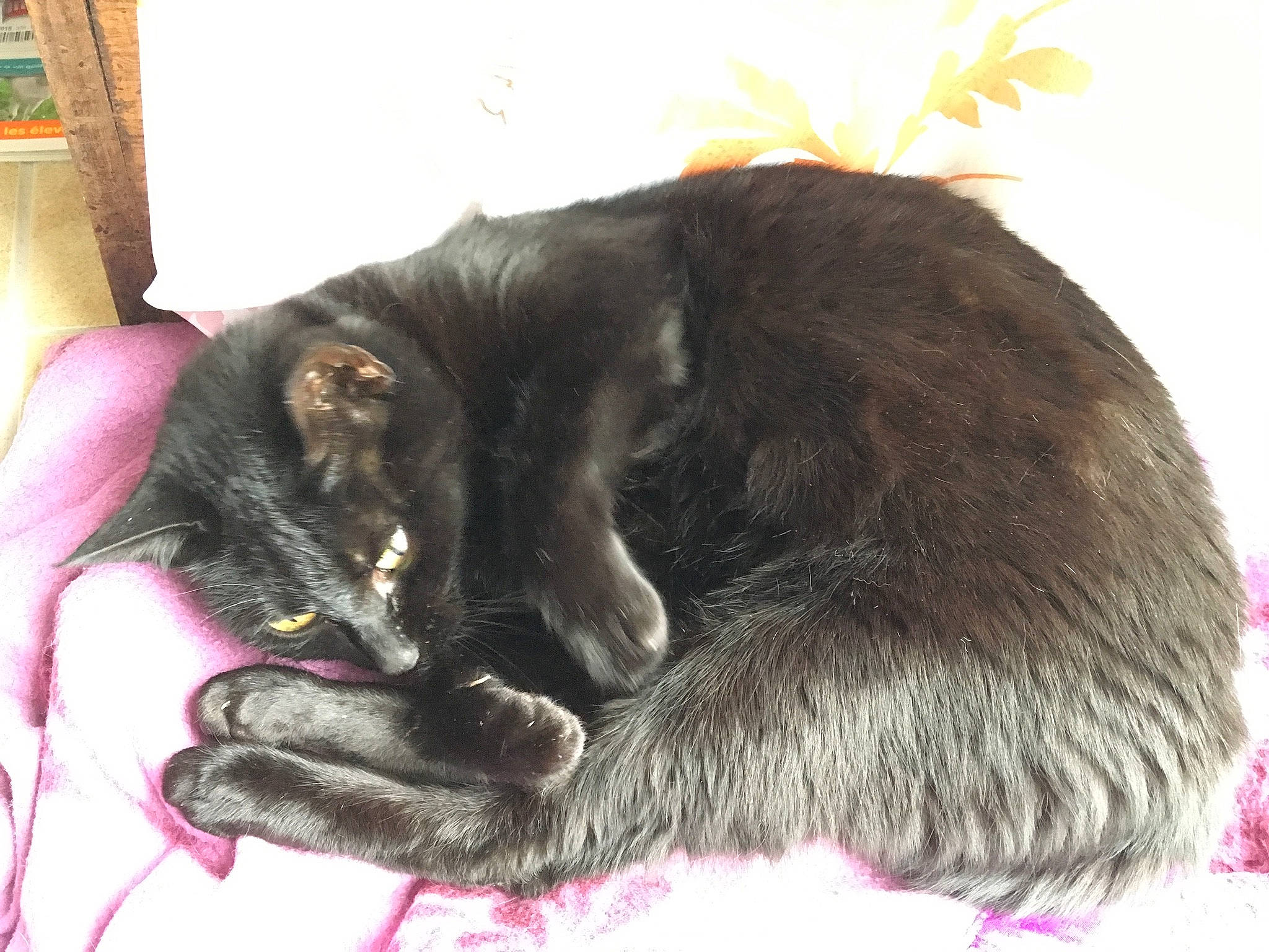 Piolette participe au concours pour gagner de l'argent avec cette photo : black_cat, carnivore, cat, domestic_short_haired_cat, felidae, fur, korat, nebelung, paw, small_to_medium_sized_cats, snout, tail, whiskers