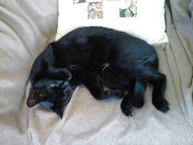 Piolette participe au concours pour gagner de l'argent avec cette photo : black_cat, bombay, canidae, carnivore, cat, companion_dog, dog, dog_breed, felidae, flat_coated_retriever, patterdale_terrier, puppy, small_to_medium_sized_cats, sporting_group, tail