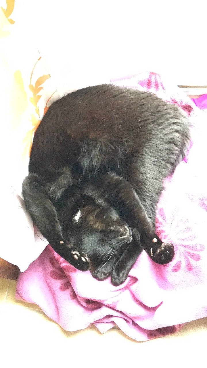 Piolette participe au concours pour gagner de l'argent avec cette photo : canidae, carnivore, companion_dog, dog, dog_breed, nap, pug, puppy, snout