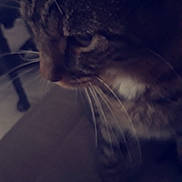 Filou participe au concours pour gagner de l'argent avec cette photo : atmosphere, carnivoran, cat, cat_like_mammal, close_up, darkness, kitten, mammal, sky, small_to_medium_sized_cats, snapshot, snout, sunlight, vertebrate, whiskers