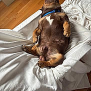 Cain joined the competition — help win amazing prizes! dog, brown_dog, blue_collar, lying_down, white_blanket, wooden_floor, relaxed, pet, indoor, sleeping, nap, cozy, fur, animal, paw, canine, domestic_animal, resting, companion, bedroom