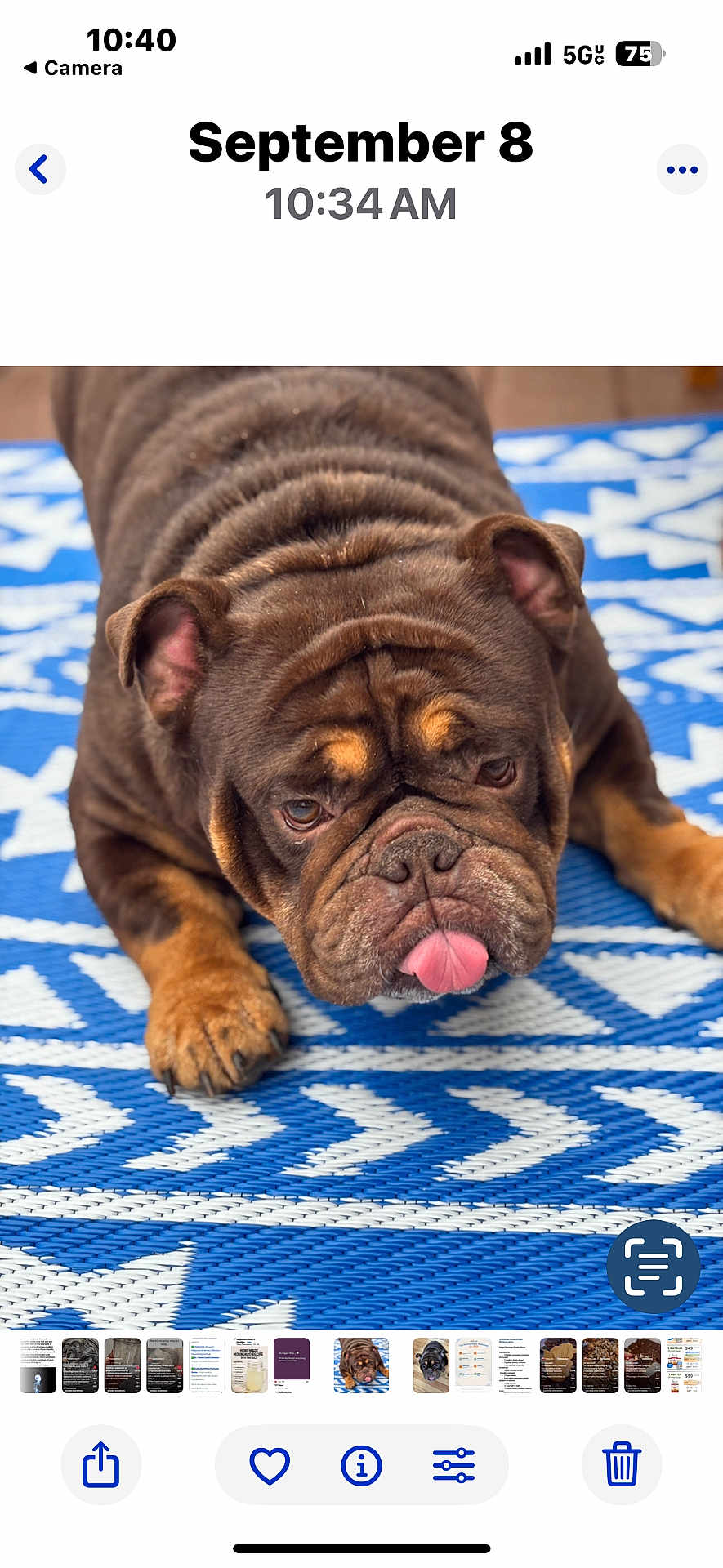 Cain is registered to the contest to win money with this photo: bulldog, dog, pet, animal, tongue_out, wrinkles, brown_fur, paws, lying_down, blue_mat, patterned_mat, close_up, cute, expressive, outdoor, playful, portrait, mischievous, domestic_animal, companion
