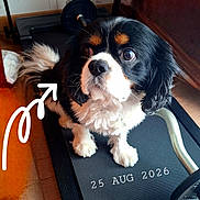 Onyx participe au concours pour gagner de l'argent avec cette photo : dog, treadmill, indoor, wooden_floor, wallpaper, black_and_white_dog, small_dog, curious, pet, exercise_equipment, arrow, date_stamp, trophy_emoji, home_gym, flooring, paw, fur, cute, animal, companion