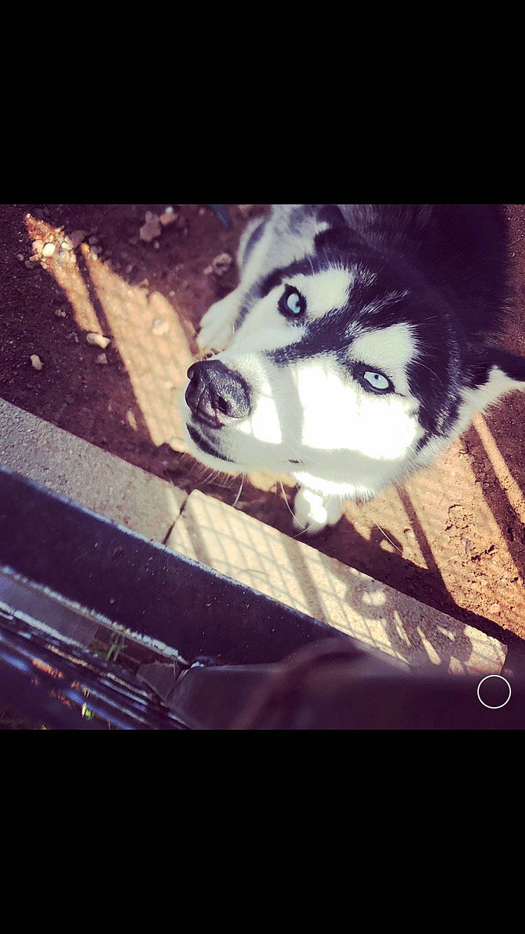Luna Kai joined the competition — help win amazing prizes! alaskan_malamute, art, canidae, cool, eye, fictional_character, illustration, organ, photography, siberian_husky, snout, square, visual_arts, whiskers, wolfdog