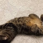 Muezza participe au concours pour gagner de l'argent avec cette photo : abyssinian, animal, cat, egyptiancat, electronics, hardware, hardwood, kitten, manx, person, pet, siamese, sleeping, wood