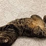 abyssinian, animal, cat, egyptiancat, electronics, hardware, hardwood, kitten, manx, person, pet, siamese, sleeping, wood