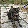 Muezza a rejoint le concours — aidez-le/la à gagner de superbes lots ! accessories, animal, cat, city, flagstone, kitten, leash, manx, path, pet, plant, road, rock, sidewalk, slate, strap, street, urban, vegetation, walkway