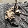 animal, bed, bedroom, blanket, cat, couch, cushion, egyptiancat, furniture, homedecor, indoors, kitten, manx, person, pet, quilt, room, sleeping