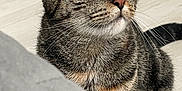 Muezza participe au concours pour gagner de l'argent avec cette photo : abyssinian, animal, cat, egyptiancat, gray, hardwood, kitten, manx, pet, wood