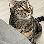 abyssinian, animal, cat, egyptiancat, gray, hardwood, kitten, manx, pet, wood