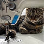 Muezza participe au concours pour gagner de l'argent avec cette photo : abyssinian, animal, appliance, cat, device, electricaldevice, machine, pet, sewing, sewingmachine, washer