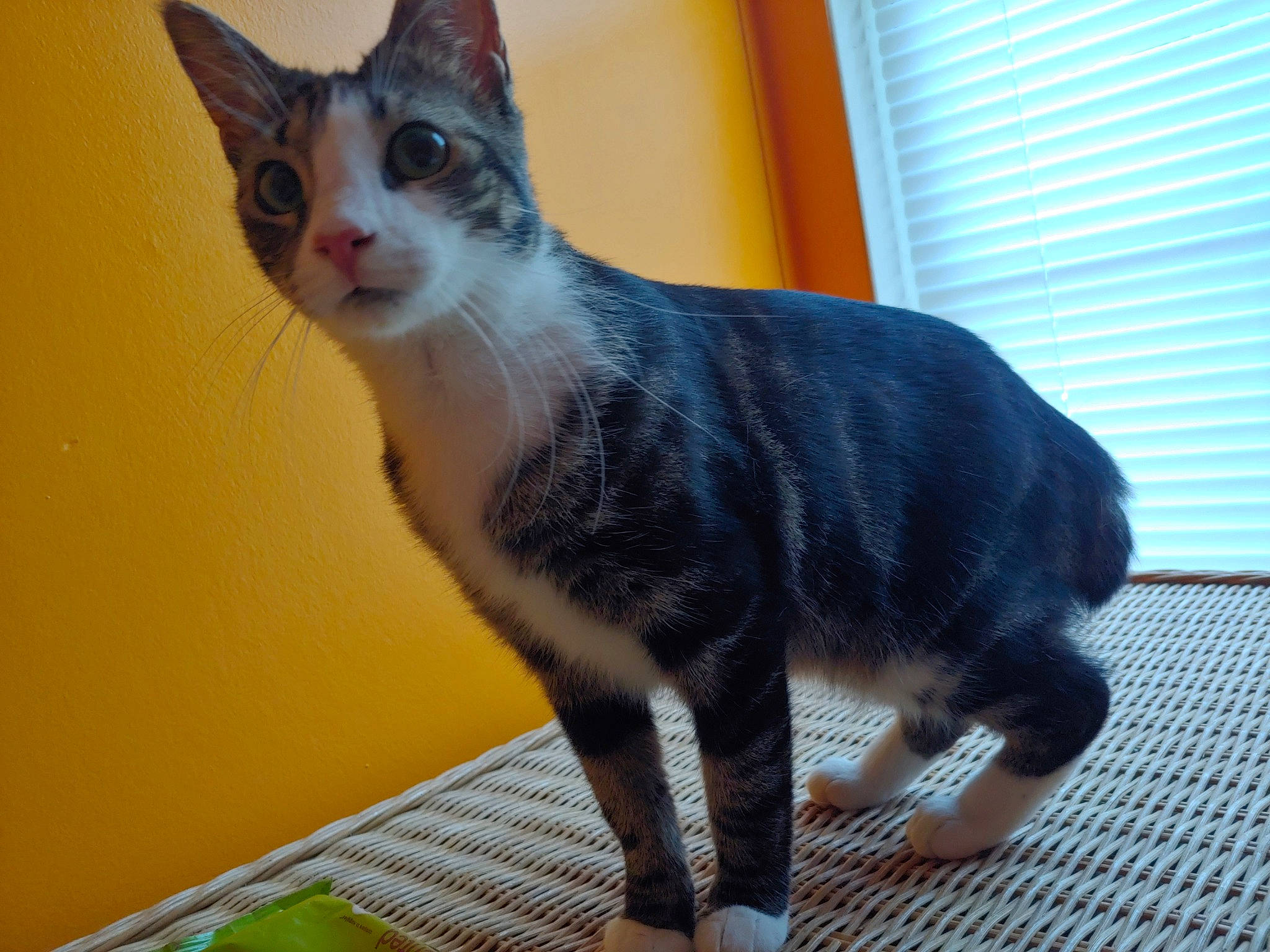 Bobbi is registered to the contest to win money with this photo: aegean_cat, american_wirehair, asian, carnivore, cat, domestic_short_haired_cat, european_shorthair, felidae, german_rex, kitten, mammal, oriental_shorthair, polydactyl_cat, small_to_medium_sized_cats, snout, tail, vertebrate, whiskers