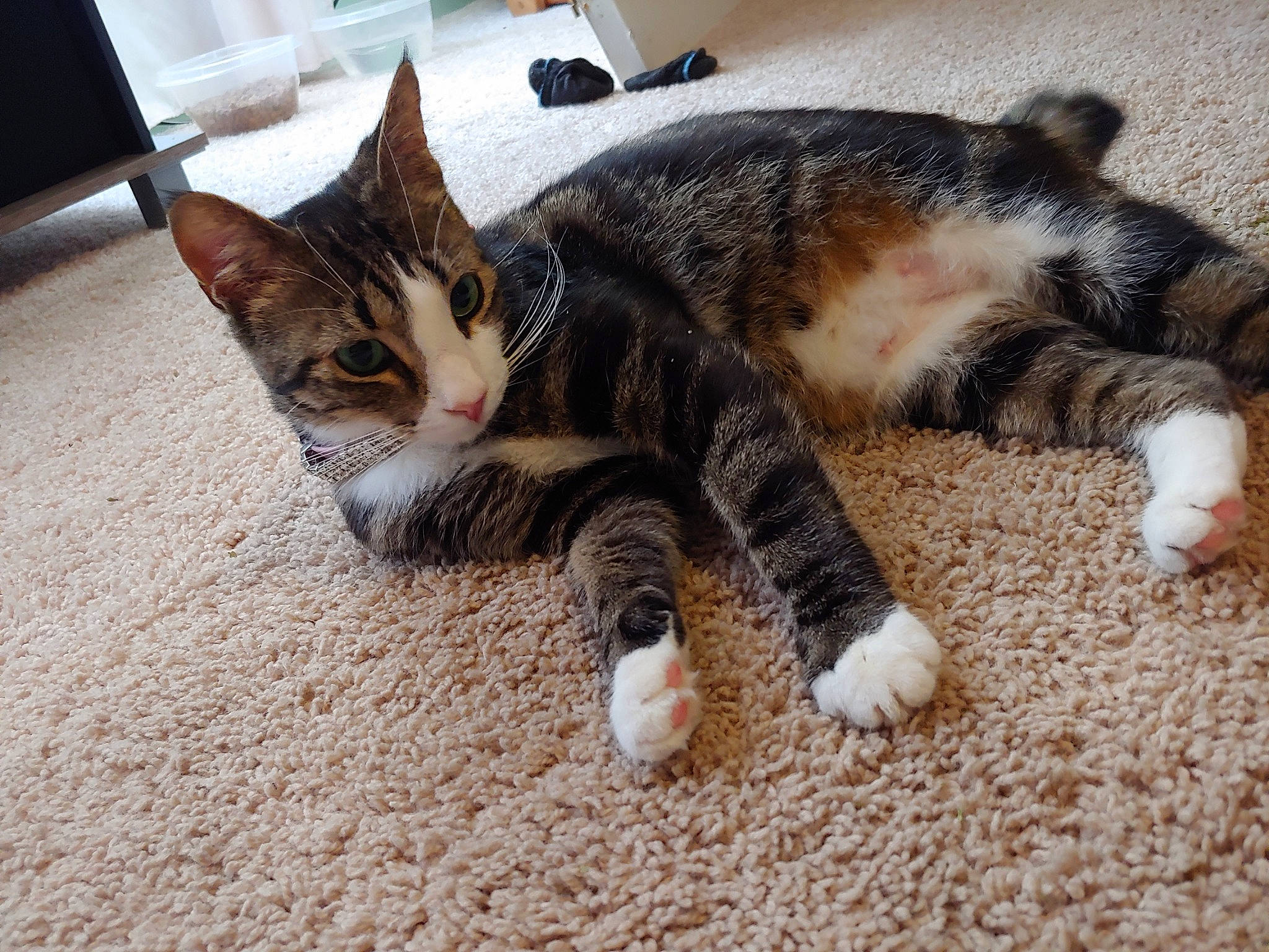 Bobbi joined the competition — help win amazing prizes! american_shorthair, american_wirehair, carnivore, cat, claw, domestic_short_haired_cat, dragon_li, ear, european_shorthair, eye, felidae, fur, kitten, nap, paw, polydactyl_cat, sleep, small_to_medium_sized_cats, tabby_cat, whiskers